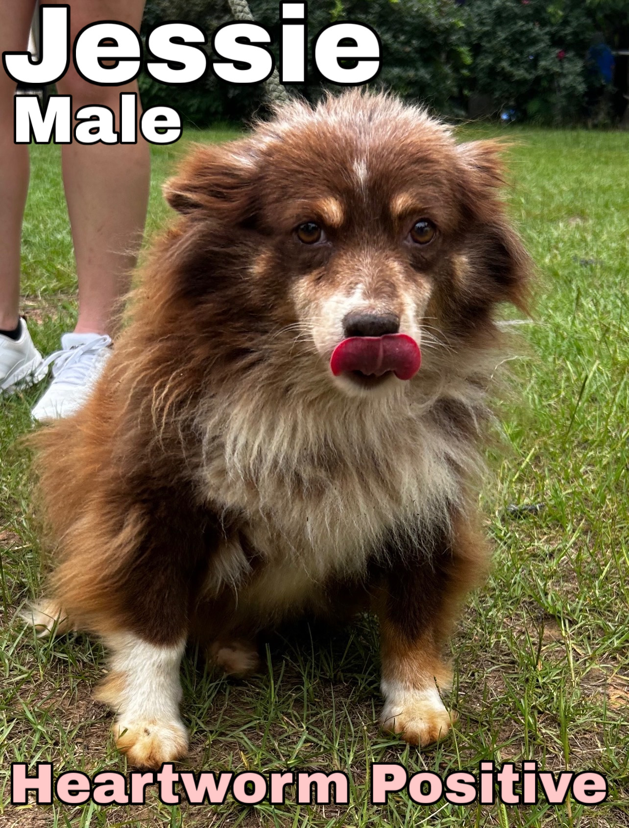 Jessie coming soon for adoption