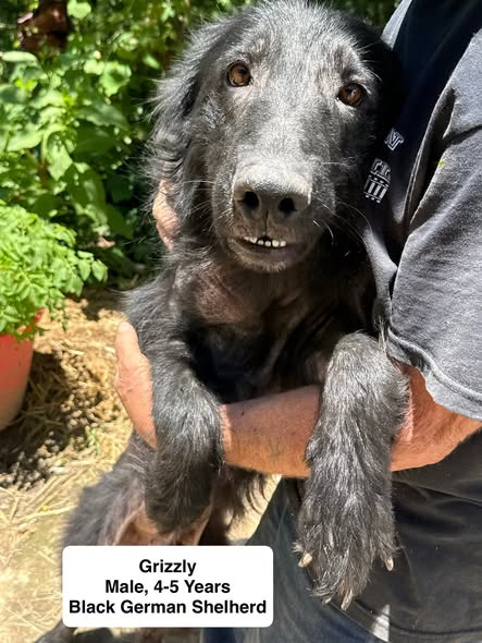 Griz available for adoption