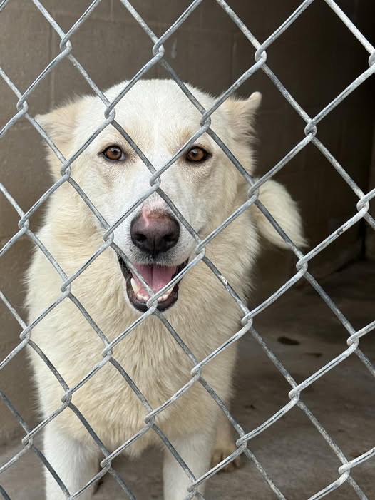 Lumi coming soon for adoption