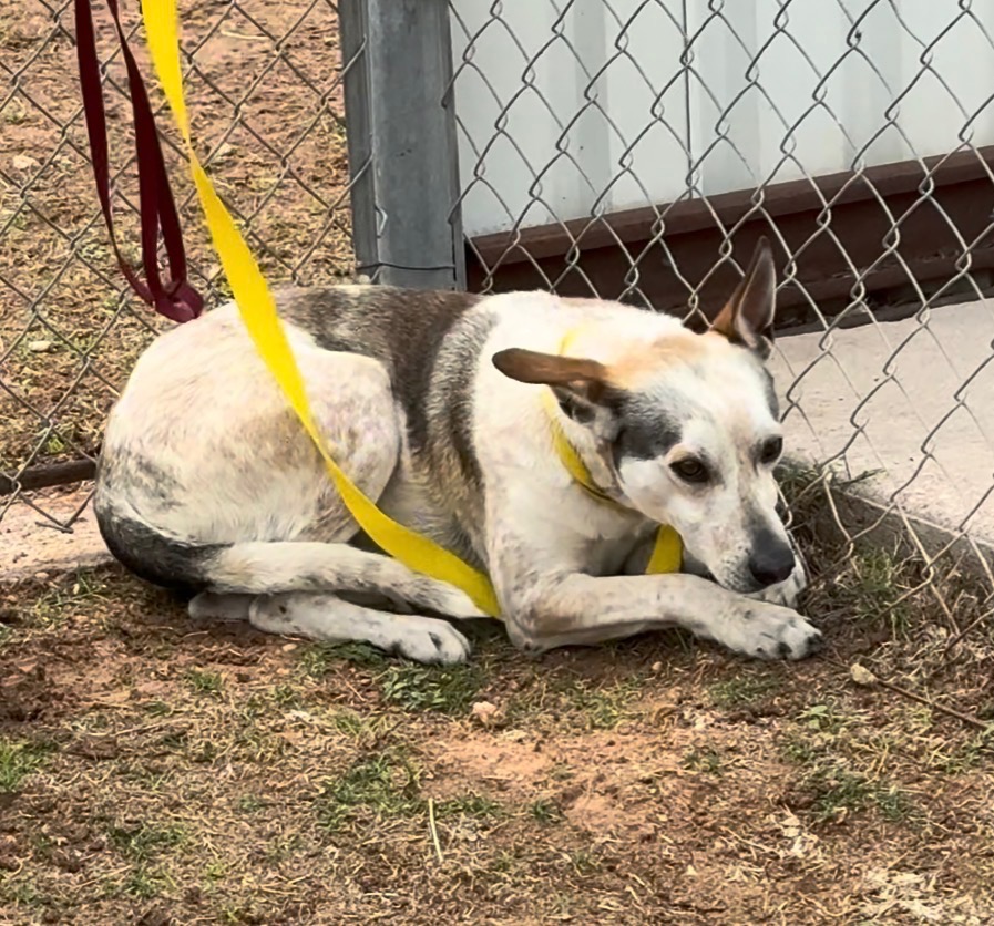 Bagel available for adoption