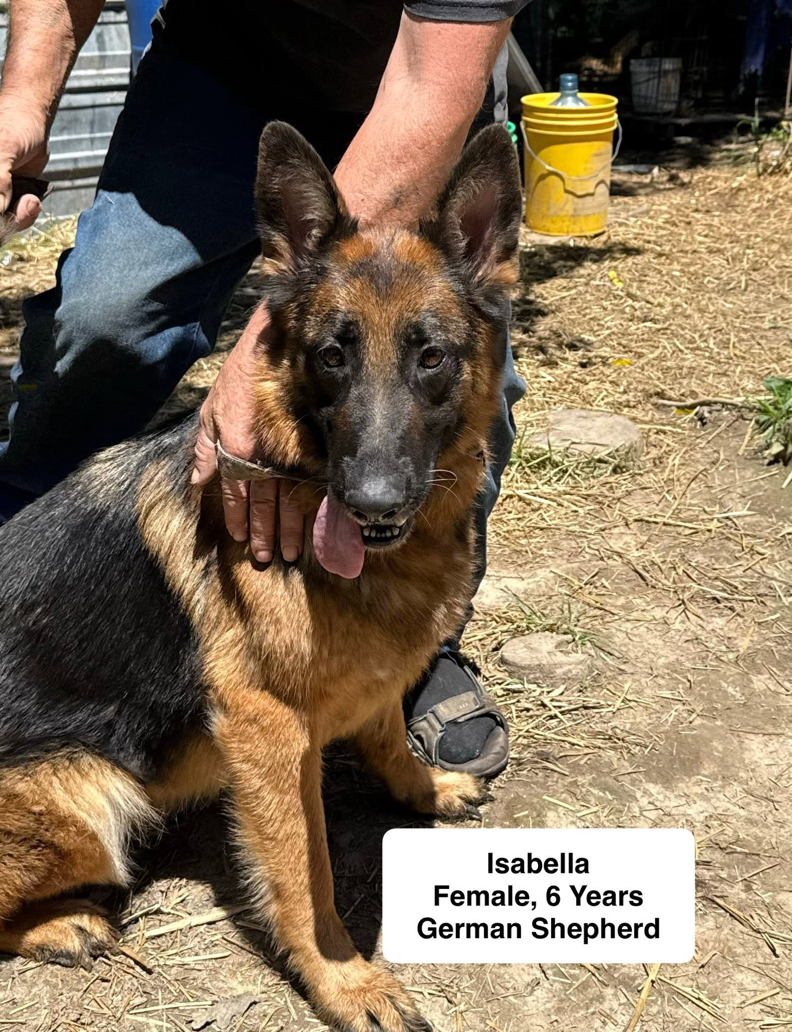 Isabella available for adoption